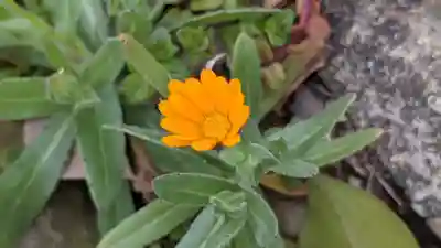 直会神社の自然