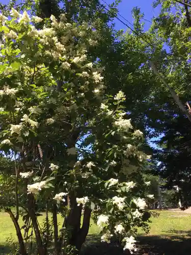 砂川神社の自然