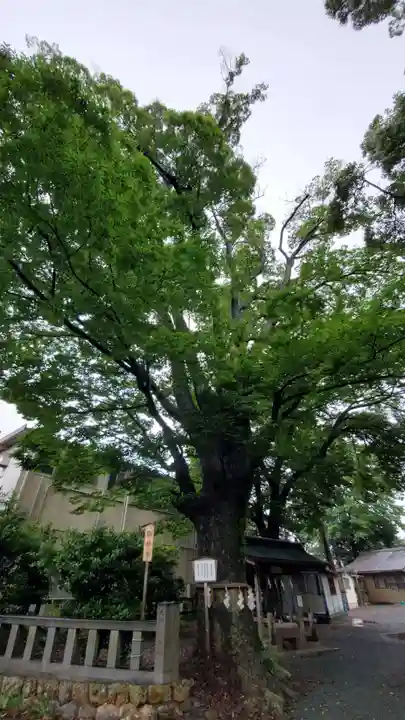 濱名惣社神明宮の自然