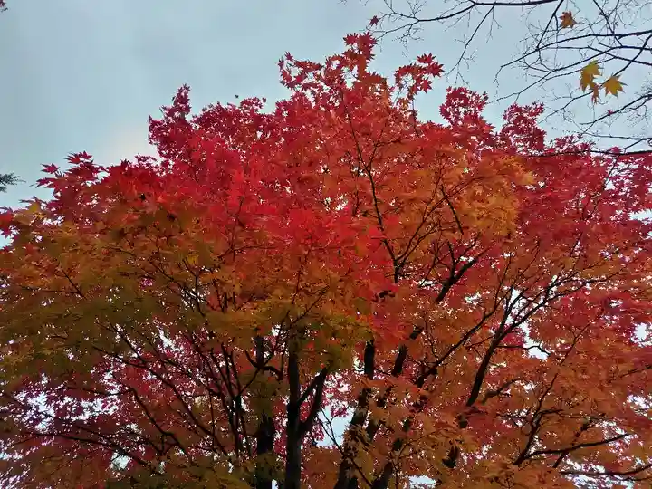 北海道護國神社の自然