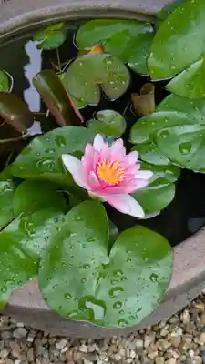 勝林寺(京都府)