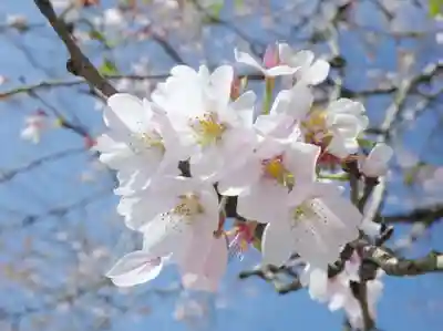 伊豆権現堂の自然