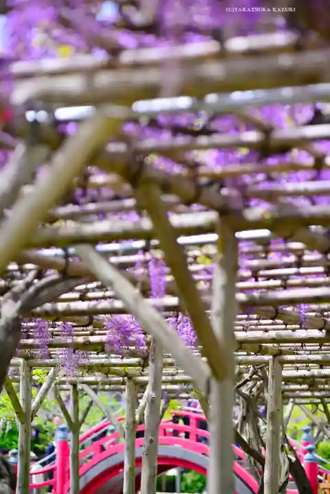 亀戸天神社(東京都)