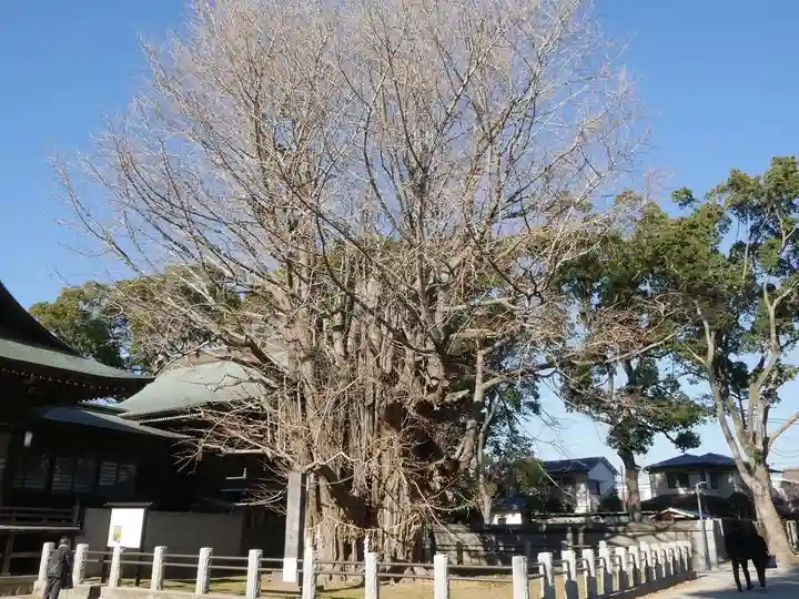 葛飾八幡宮の自然