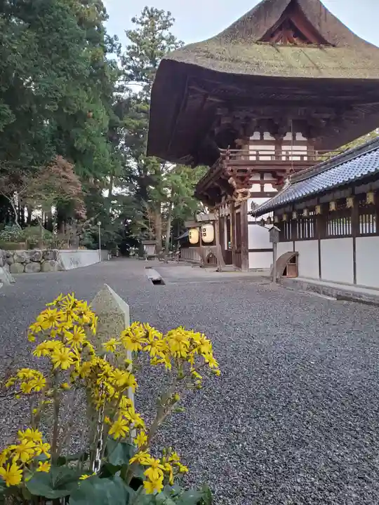 沙沙貴神社の自然