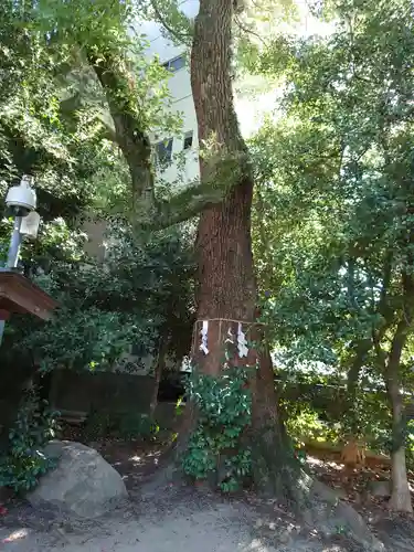 三篠神社の自然