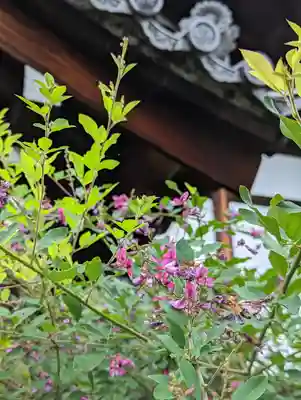妙蓮寺(京都府)