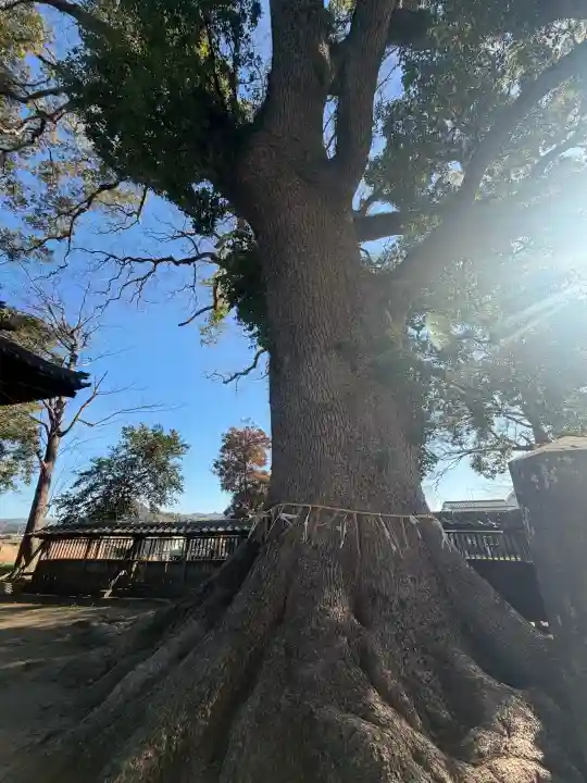 熊野速玉神社の{uncategorized: "未分類", other: "その他", undefined: "問題あり", building: "その他建物", grave: "お墓", sacred_gate: "鳥居", guardian: "狛犬", statue: "像", buddha: "仏像", history: "歴史", nature: "自然", garden: "庭園", animal: "動物", pagoda: "塔", temizu: "手水舎", mountain_gate: "山門・神門", sanctuary: "本殿・本堂", subordinate: "末社・摂社", art: "芸術", scenery: "景色", jizo: "地蔵", ema: "絵馬", goshuin: "御朱印", omikuji: "おみくじ", items: "授与品その他", amulet: "お守り", goshuincho: "御朱印帳", eats: "食事", festival: "お祭り", votive_dance: "神楽", shichigosan: "七五三参", wedding: "結婚式", experience: "体験その他", initially: "初詣", around: "周辺", anti_infection: "感染症対策"}
