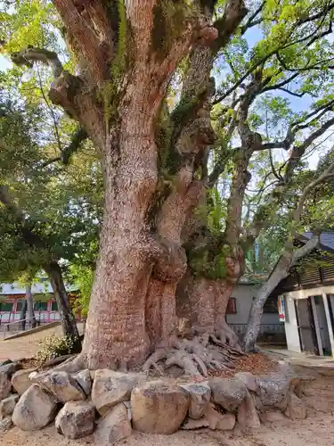 長田神社の自然