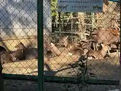 香取神宮の動物