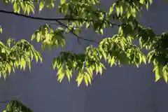 阿邪訶根神社の自然