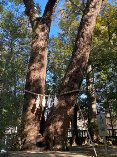 武蔵一宮氷川神社(埼玉県)