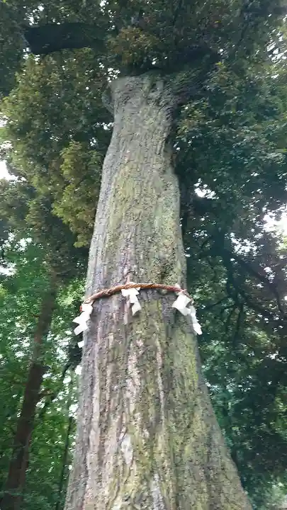 岩槻久伊豆神社の自然