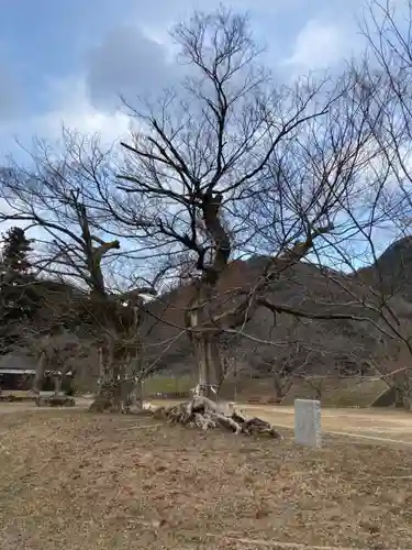 新宮八幡神社の自然