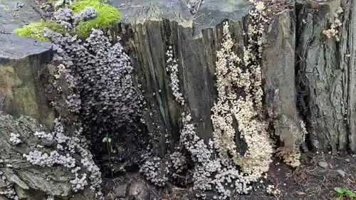 帯廣神社の自然