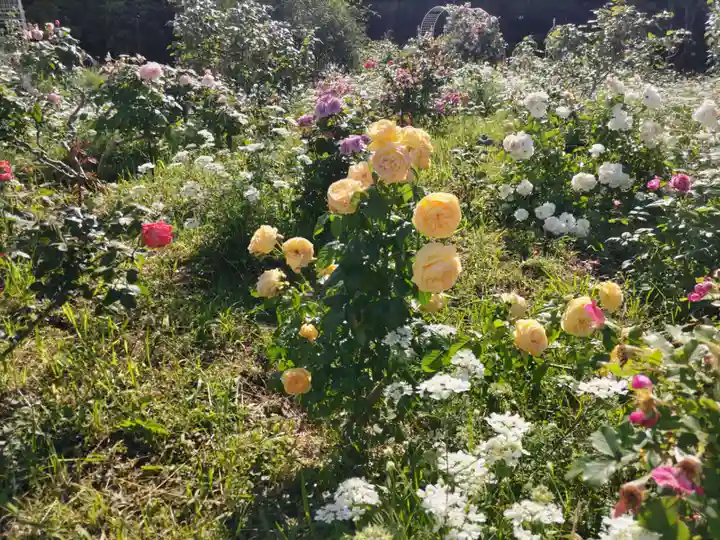 増上寺塔頭 三縁山 宝珠院の周辺