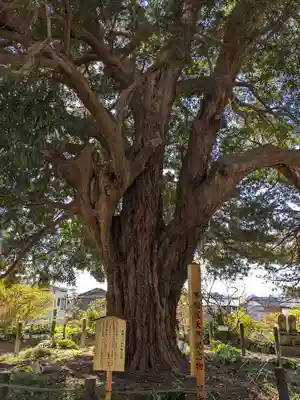 安養院　(田代寺）(神奈川県)