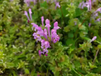 天が岡若宮神社の自然