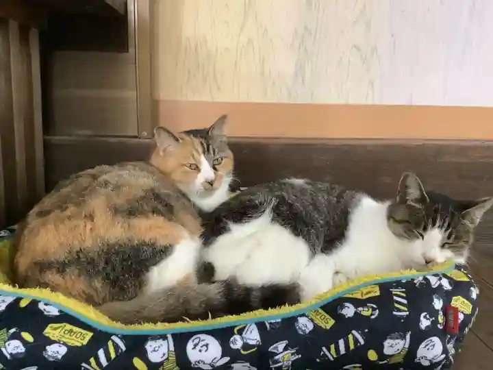 玉野御嶽神社の動物