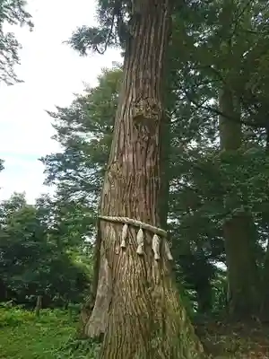 加賀神明宮の自然