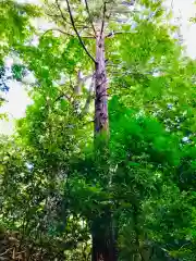 阿夫利神社の自然