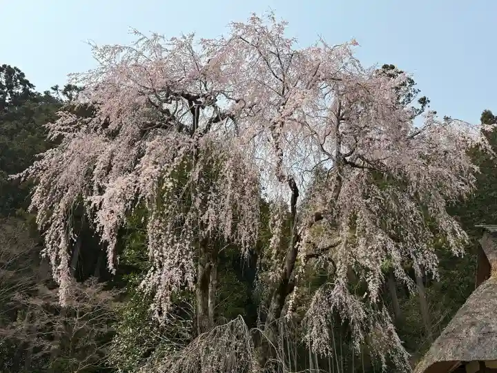 高麗神社(埼玉県)