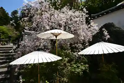 岡寺(龍蓋寺)(奈良県)