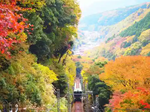 大山阿夫利神社の自然