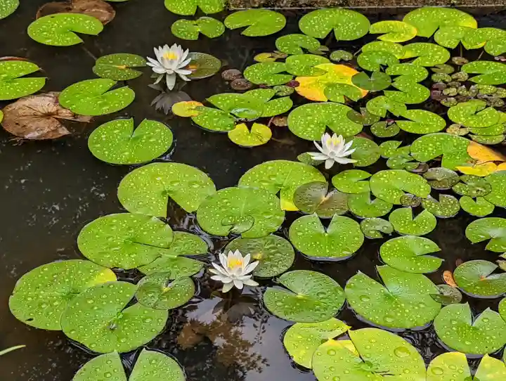 退蔵院(京都府)