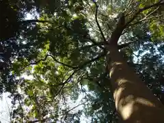 神明社の自然