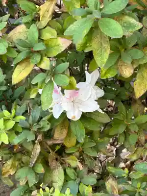 鳩森八幡神社(東京都)
