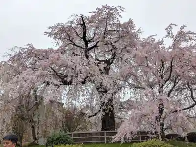 八坂神社(祇園さん)(京都府)