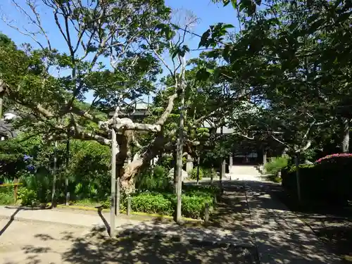 極楽寺（霊鷲山感應院極楽律寺）の自然
