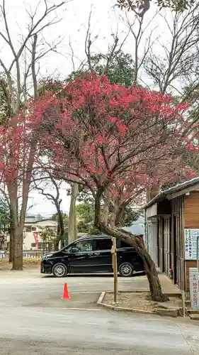 大宮・大原神社の自然