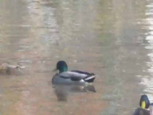 鶴岡八幡宮の動物