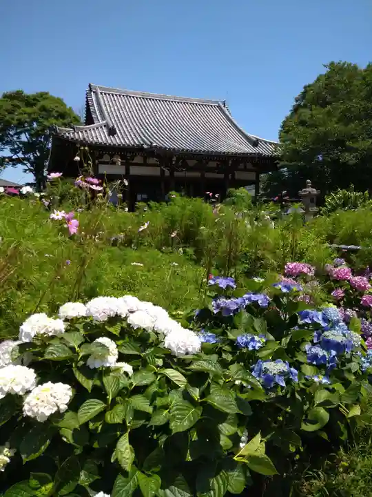 般若寺 ❁コスモス寺❁(奈良県)