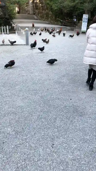 石上神宮の動物