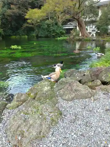 富士山本宮浅間大社の動物