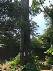 持田神社の建物その他