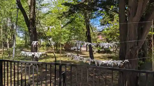 美幌神社のおみくじ