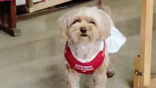 長良神社の動物