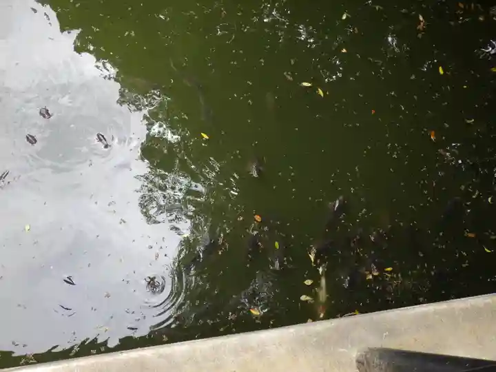 嚴島神社 (京都御苑)の動物