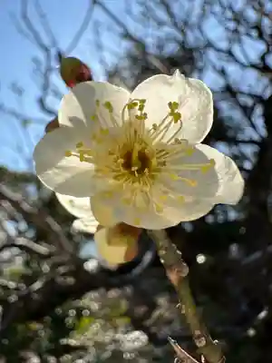 布多天神社(東京都)