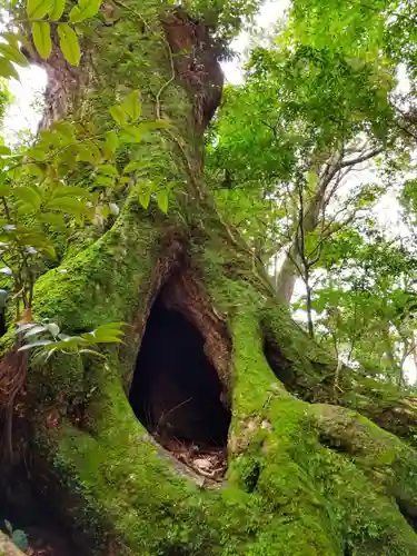 鹿島神宮の自然