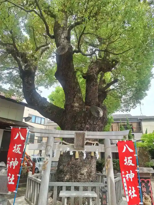 八坂神社の{uncategorized: "未分類", other: "その他", undefined: "問題あり", building: "その他建物", grave: "お墓", sacred_gate: "鳥居", guardian: "狛犬", statue: "像", buddha: "仏像", history: "歴史", nature: "自然", garden: "庭園", animal: "動物", pagoda: "塔", temizu: "手水舎", mountain_gate: "山門・神門", sanctuary: "本殿・本堂", subordinate: "末社・摂社", art: "芸術", scenery: "景色", jizo: "地蔵", ema: "絵馬", goshuin: "御朱印", omikuji: "おみくじ", items: "授与品その他", amulet: "お守り", goshuincho: "御朱印帳", eats: "食事", festival: "お祭り", votive_dance: "神楽", shichigosan: "七五三参", wedding: "結婚式", experience: "体験その他", initially: "初詣", around: "周辺", anti_infection: "感染症対策"}