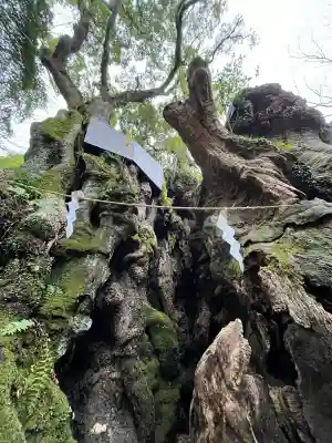 來宮神社(静岡県)