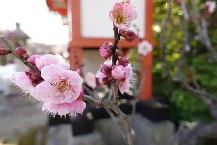菅原天満宮(菅原神社)の自然