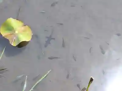 大安禅寺の動物