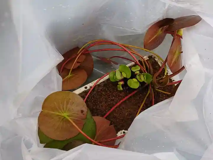 極楽山 浄土寺の自然