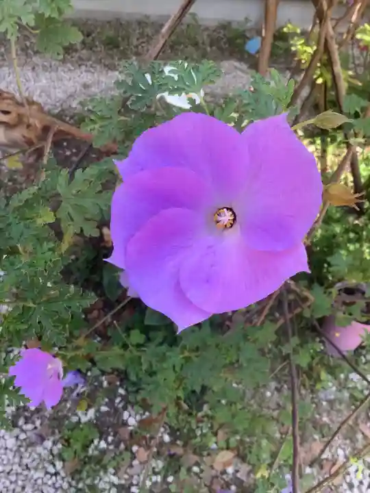 富部神社の自然